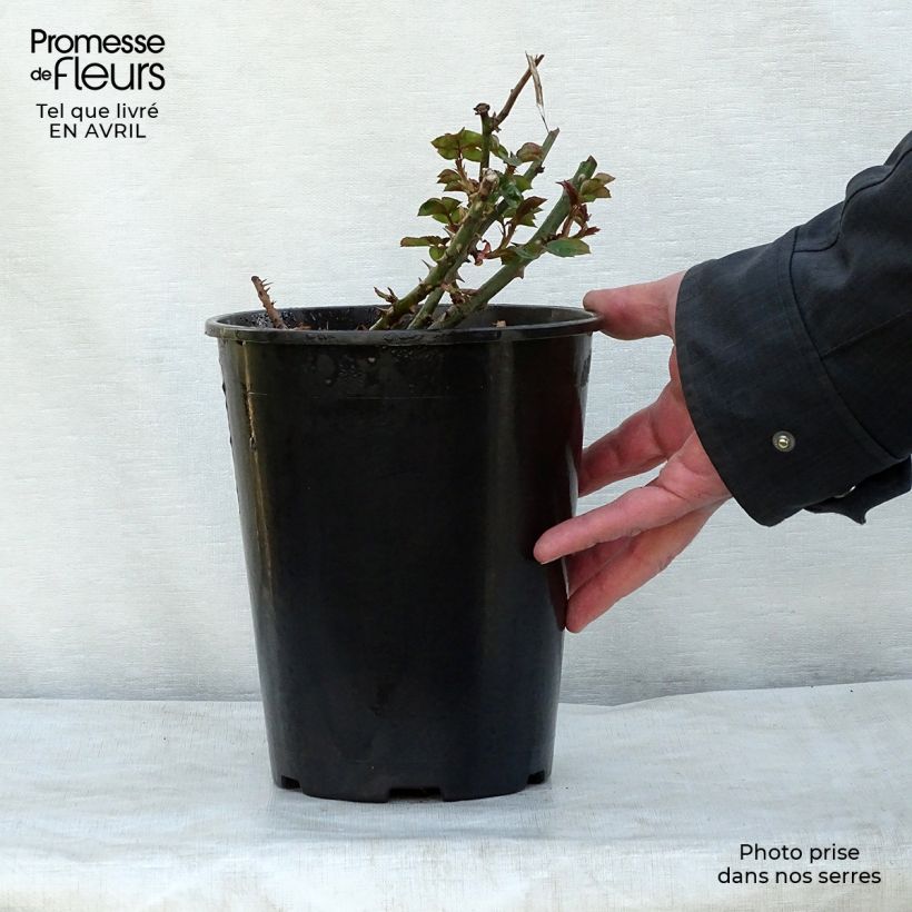 Rosa Penny Lane 4L/5L pot sample as delivered in spring