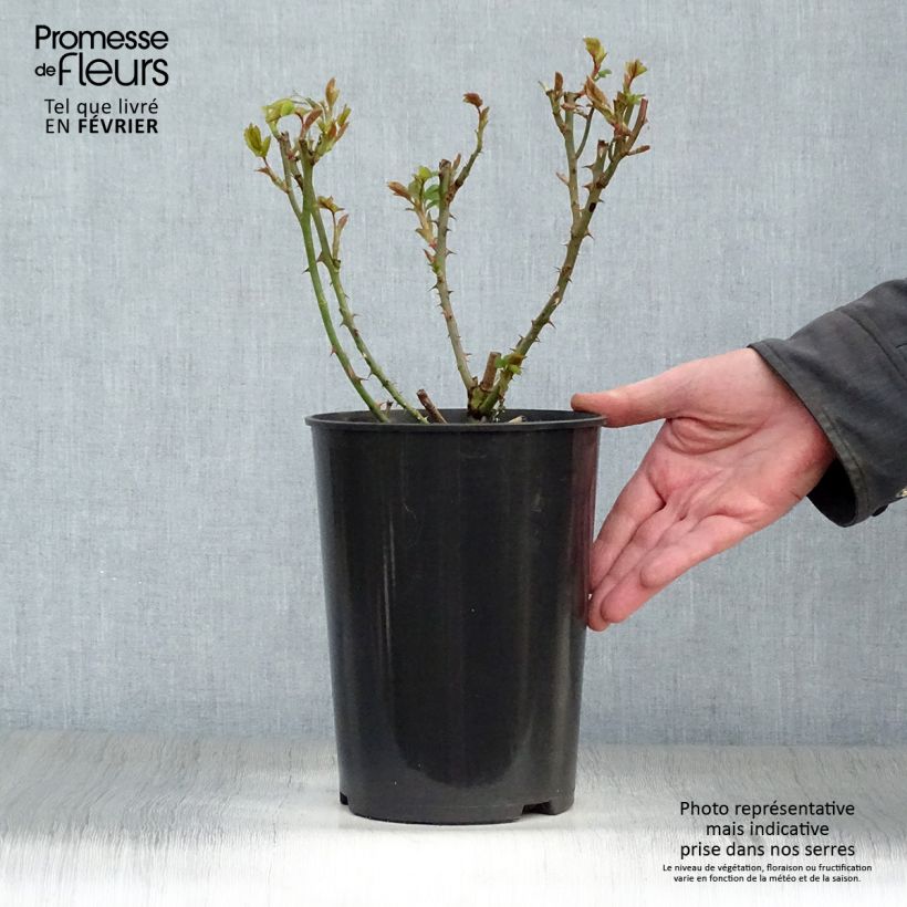 Rosa x floribunda 'Rose de Tolbiac' Klettermaxe Climbing Rose  4L/5L pot sample as delivered in winter