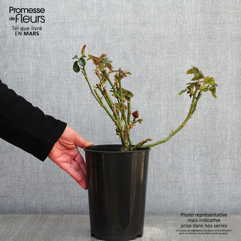 Rosa Schneewalzer 4L/5L pot sample as delivered in winter