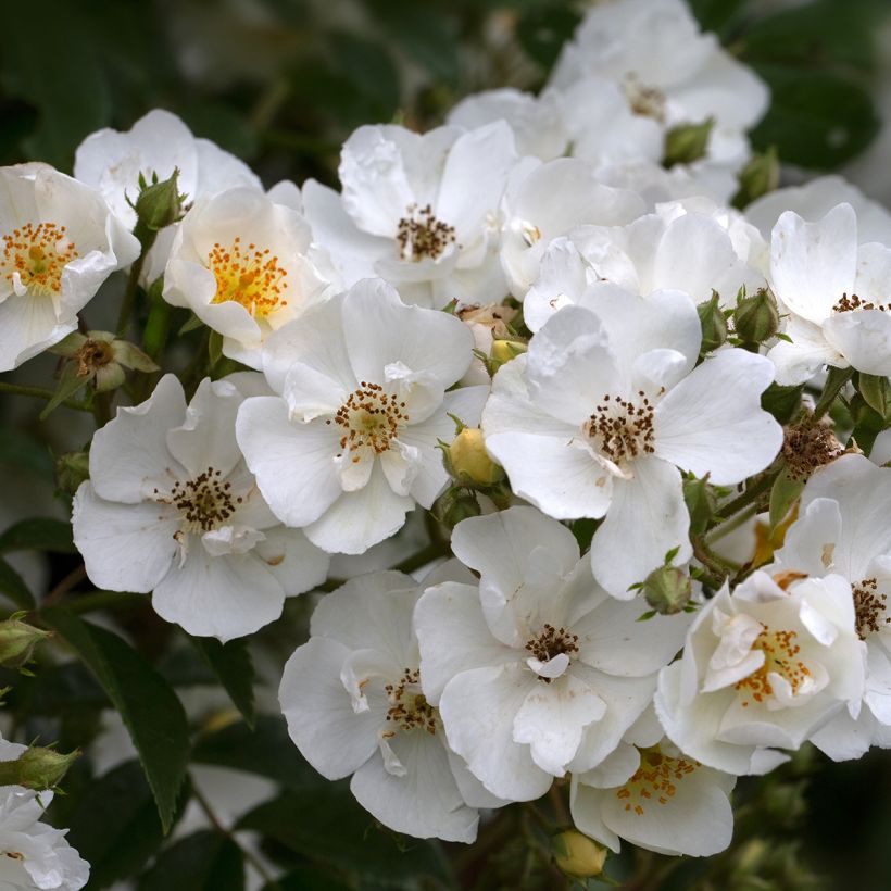 Rosa Seagull - Rambling Rose (Flowering)