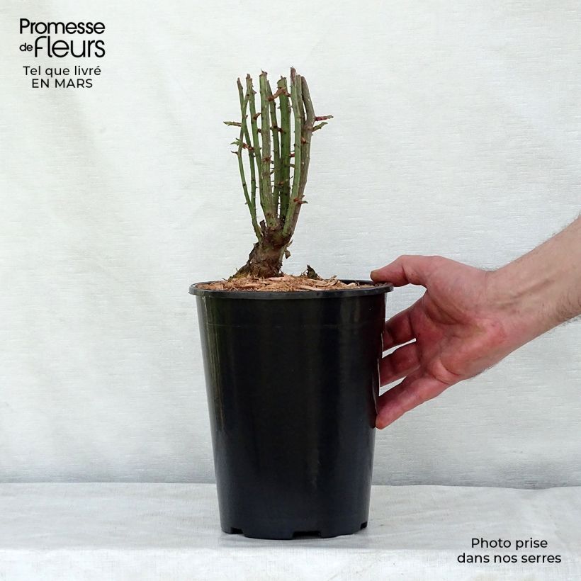 Rosa x multiflora 'Seven Sisters Rose' 4L/5L pot sample as delivered in winter