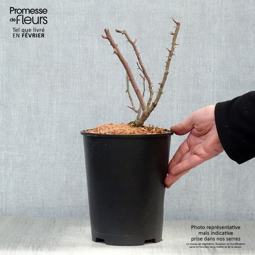 Rosa Shining Beauty - Climbing Rose 4L/5L pot sample as delivered in winter