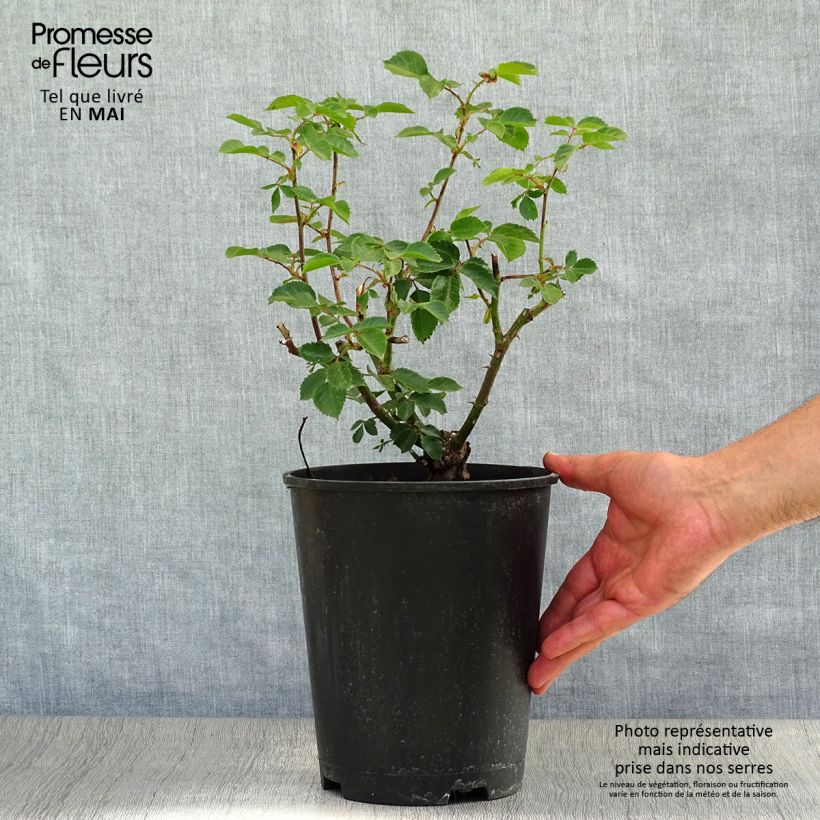 Rosa 'Sympathie' - Climbing Rose 4L/5L pot sample as delivered in spring