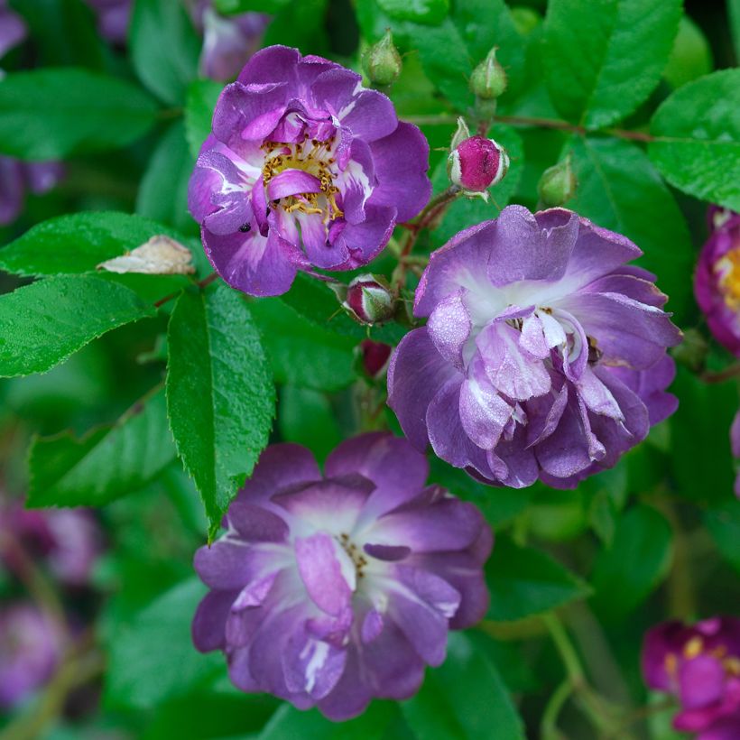 Rosa x wichuraiana Veilchenblau - Rambling Rose (Flowering)