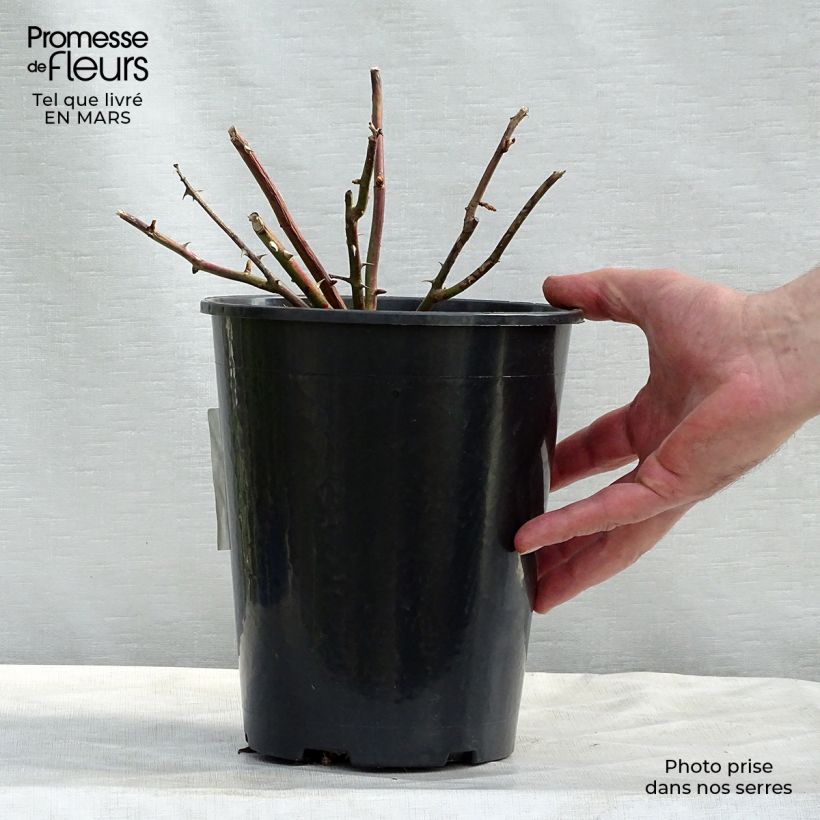 Rosa x wichuraiana White New Dawn - Climbing Rose 4L/5L pot sample as delivered in winter