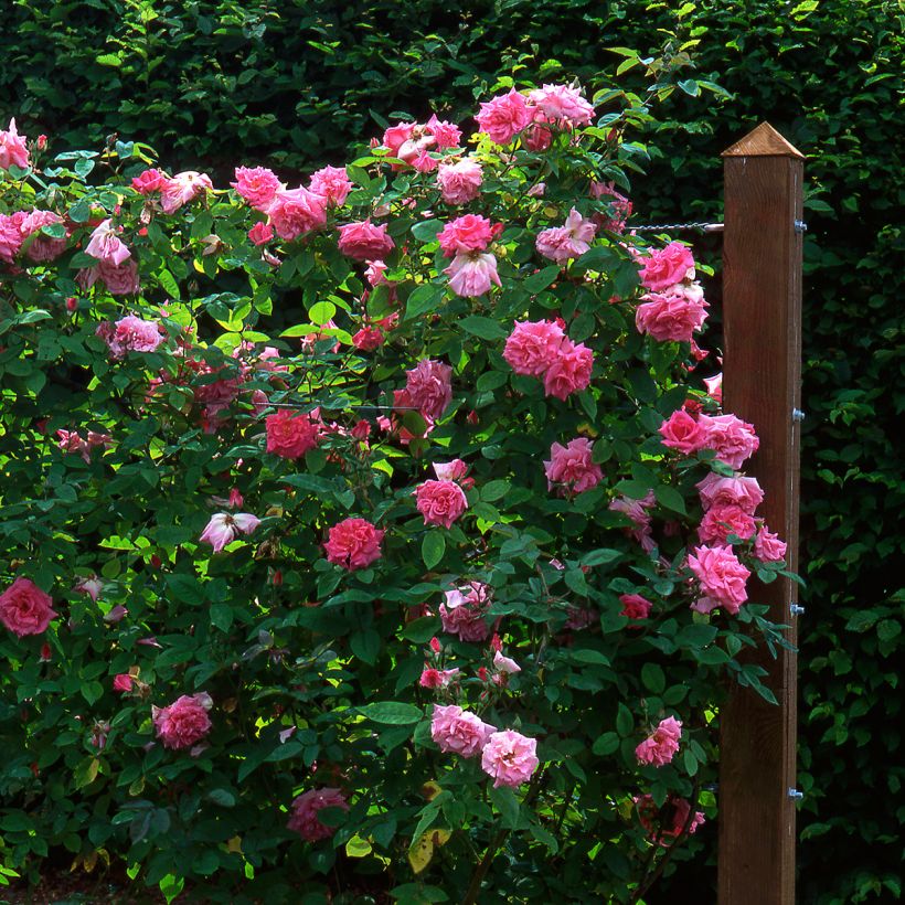 Rosa x Bourbon 'Zéphirine Drouhin' - Climbing Rose (Plant habit)