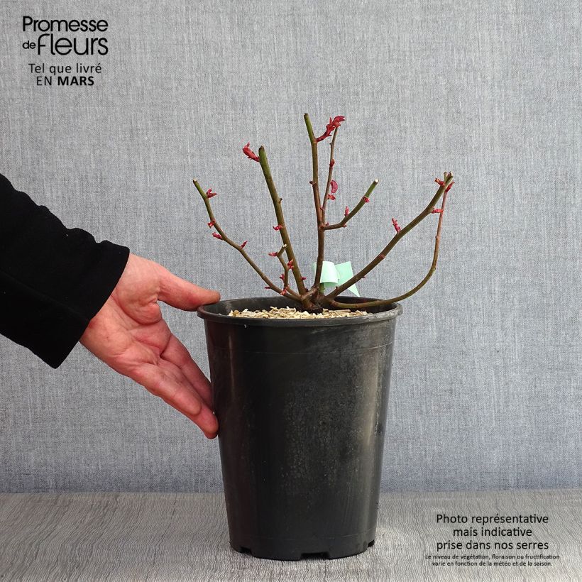 Rosa x Bourbon 'Zéphirine Drouhin' - Climbing Rose 4L/5L pot sample as delivered in winter