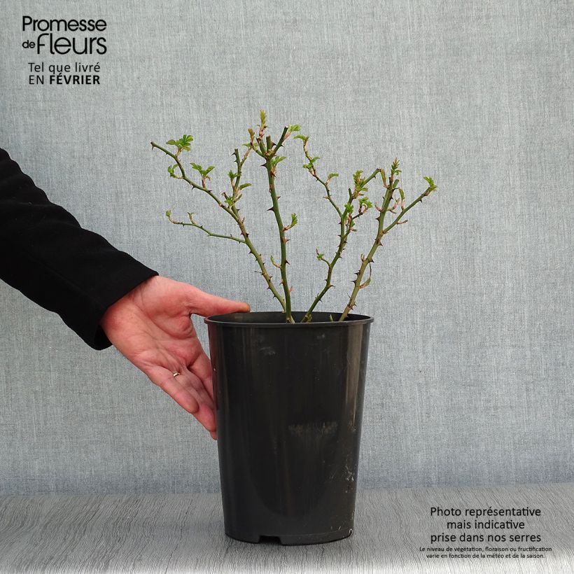 Rosa Blush Rambler - Climbing Rose 4L/5L pot sample as delivered in winter