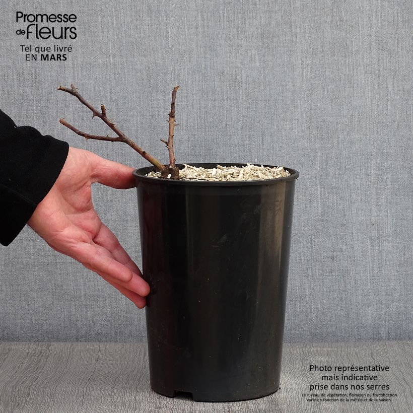 Rosa x multiflora Bobbie James - Multiflora Rambling Rose 4L/5L pot sample as delivered in winter