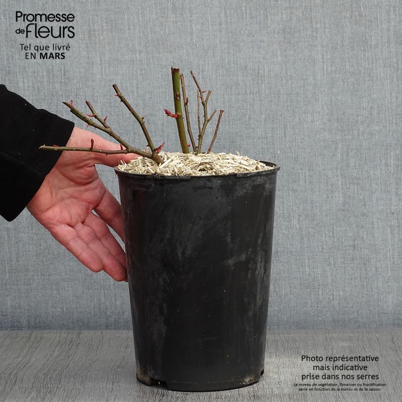 Rosa Felicité et Perpétue - Climbing Rose 4L/5L pot sample as delivered in winter