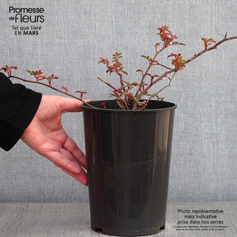 Rosa x wichuraiana François Juranville - Climbing Rose 4L/5L pot sample as delivered in winter