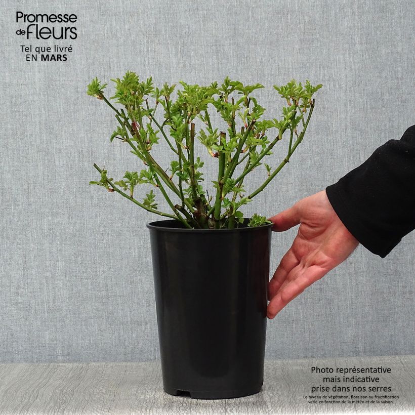 Rosa x multiflora Maria Lisa - Multiflora Climbing Rose 4L/5L pot sample as delivered in winter