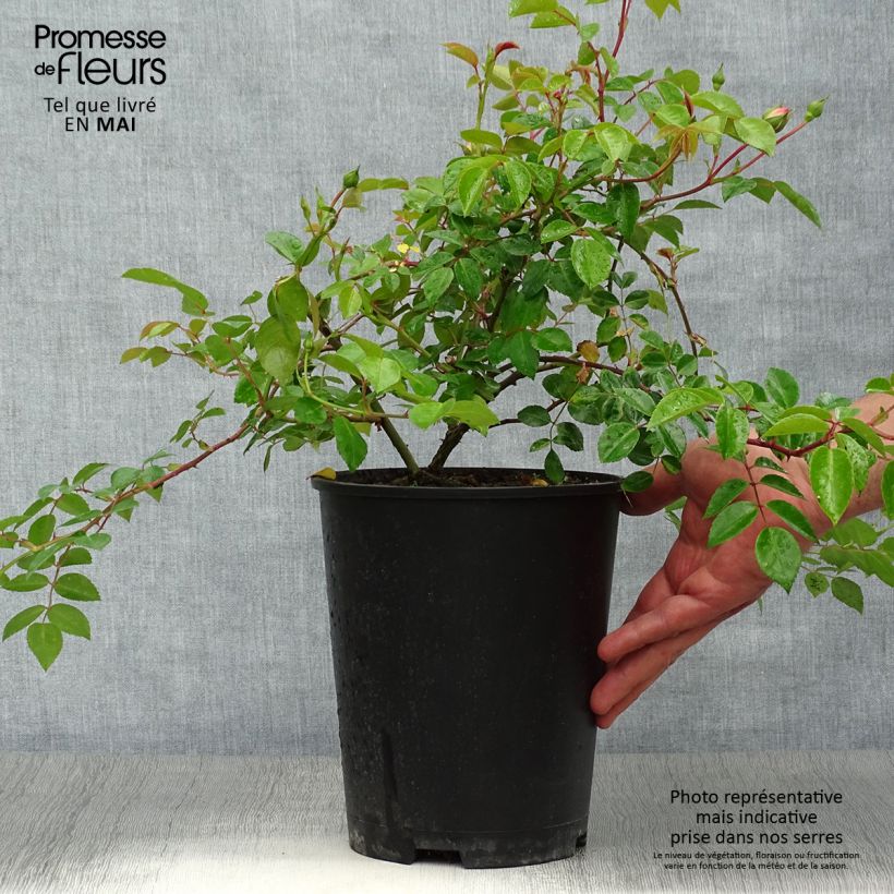 Rosa x wichuraiana 'Paul Noel' - Rambling Rose 4L/5L pot sample as delivered in spring