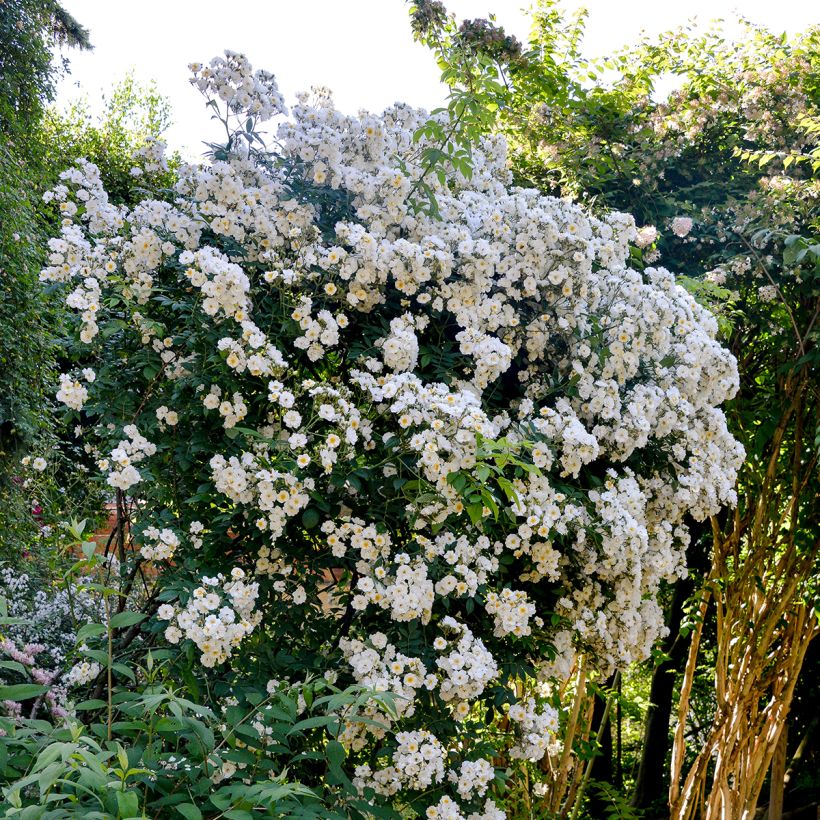 Rosa x multiflora 'Rambling Rector' - Rambling Rose (Plant habit)