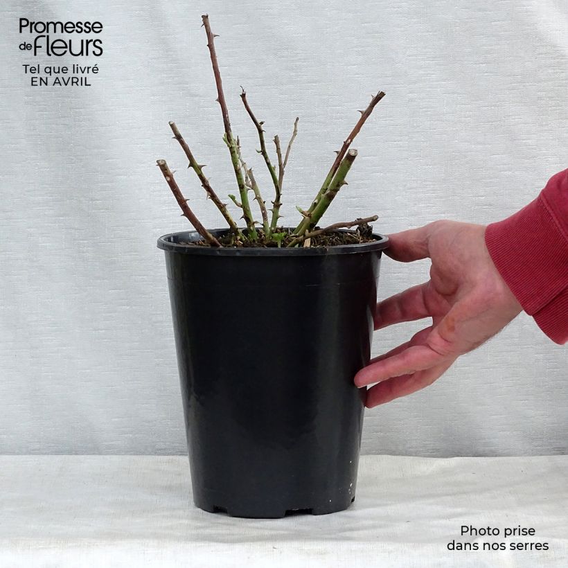 Rosa x multiflora 'Rambling Rector' - Rambling Rose 4L/5L pot sample as delivered in spring