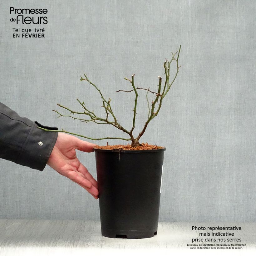 Rosa x wichuraiana 'Sander's White Rambler' - Rambling Rose 4L/5L pot sample as delivered in winter