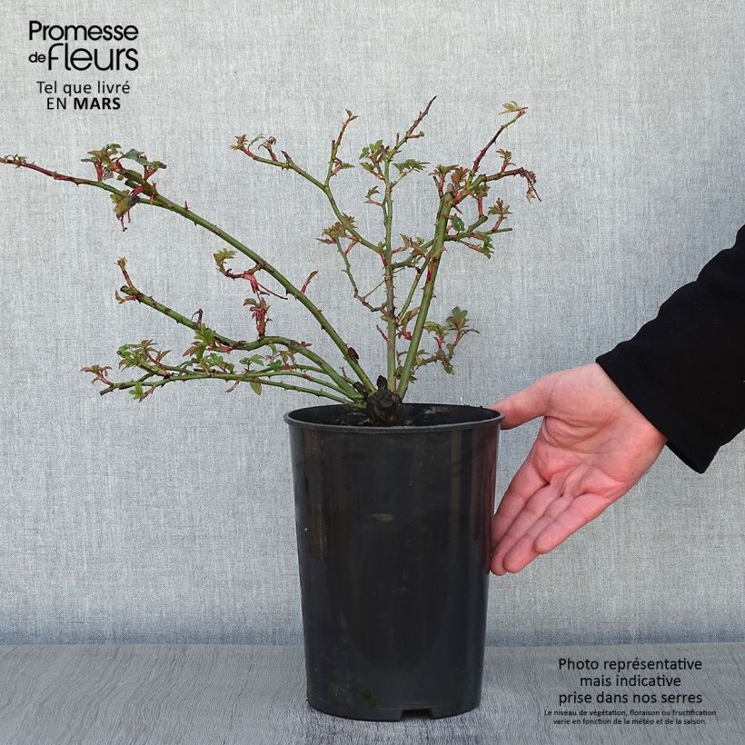 Rosa Wedding Day - Rambling Rose 4L/5L pot sample as delivered in winter