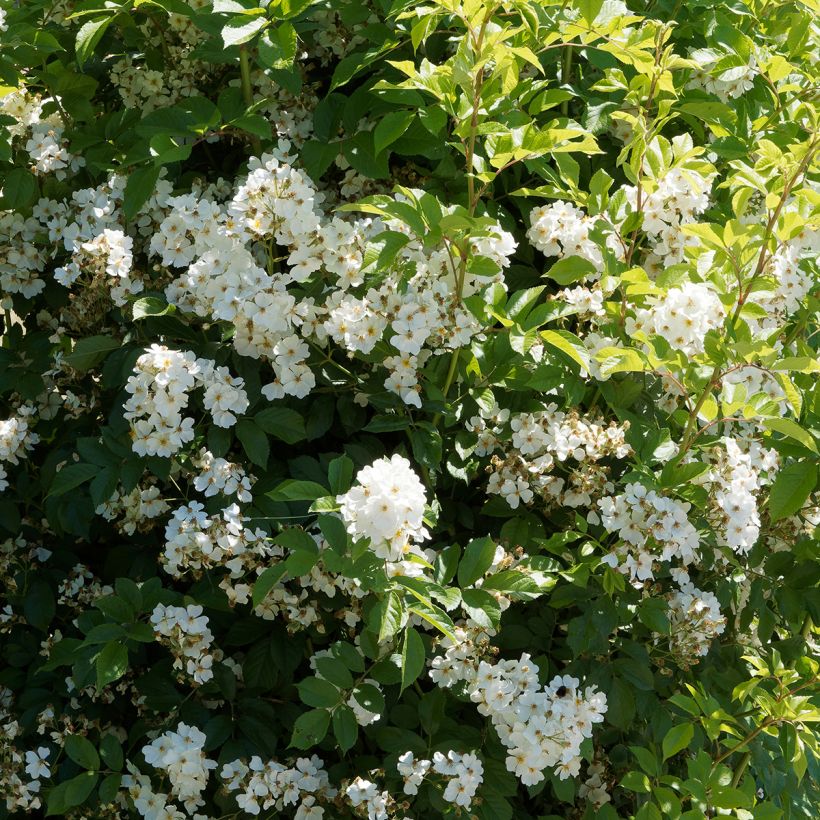 Rosa filipes 'Kiftsgate' - Rambling Rose (Plant habit)