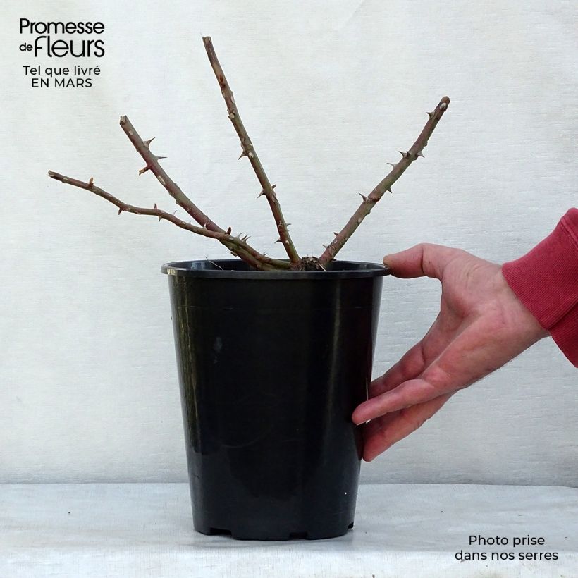 Rosa filipes 'Kiftsgate' - Rambling Rose 4L/5L pot sample as delivered in spring