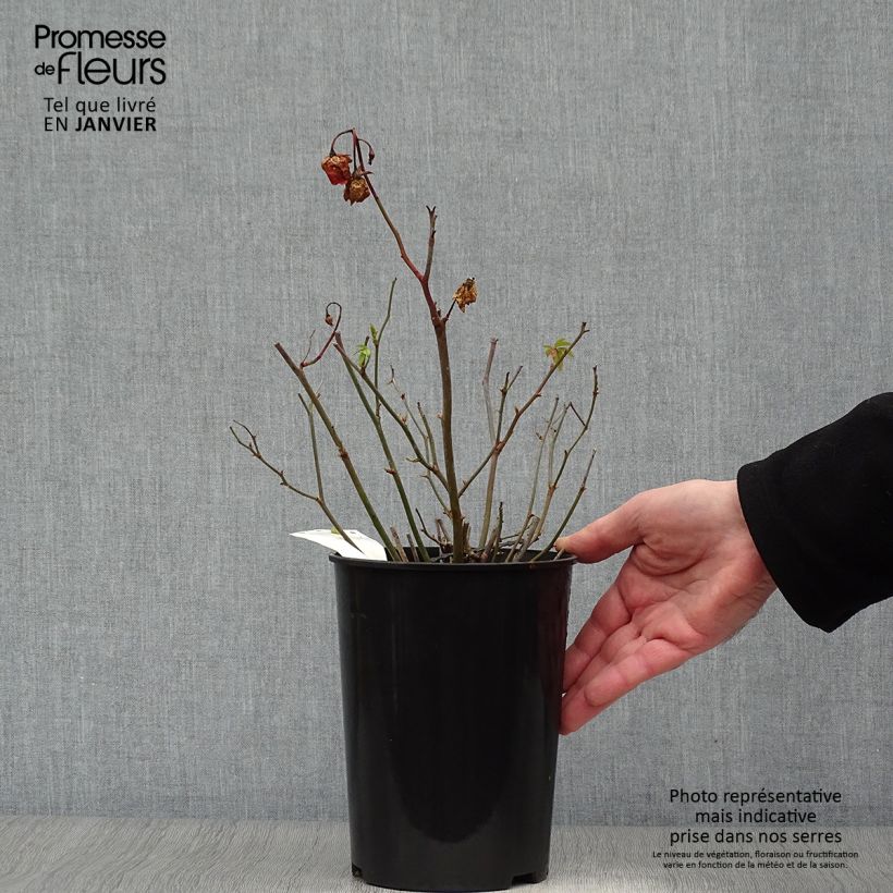 Rosa x polyantha Fête des Mères Orange (Orange Morsdag) 3L/4L pot sample as delivered in winter