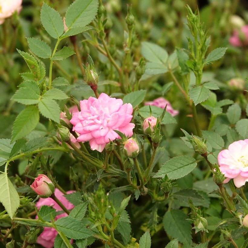 Rosa x polyantha GALAXY Naos - Miniature Rose (Flowering)