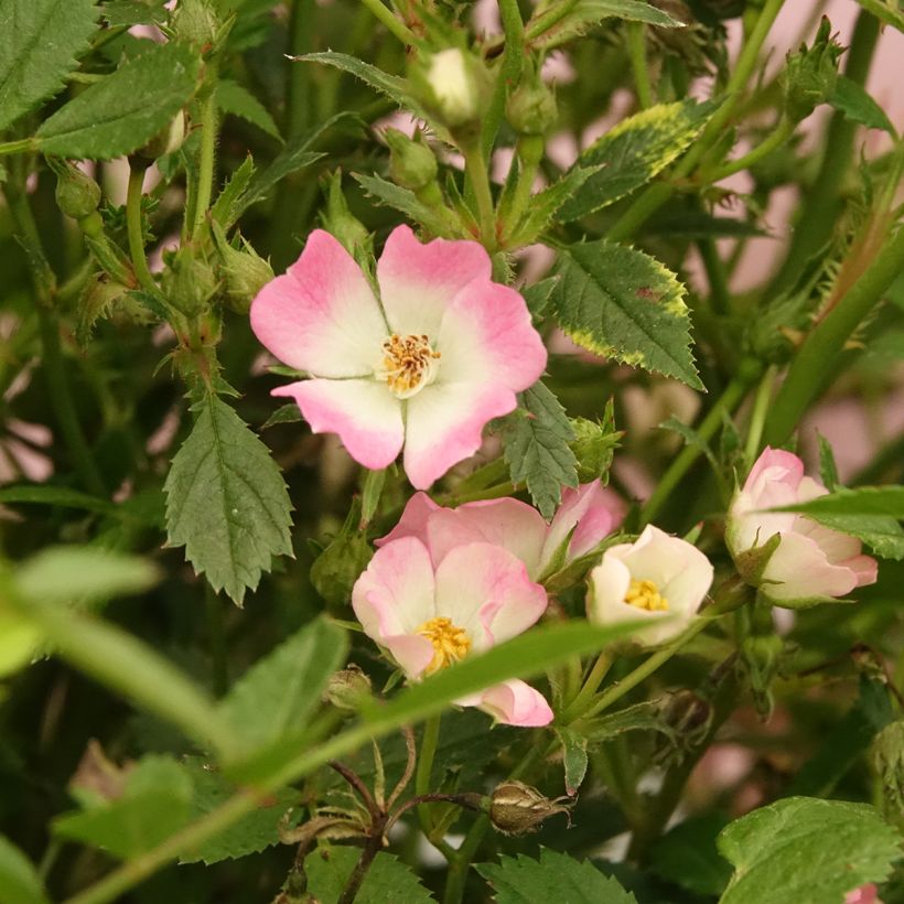 Rosa x polyantha GALAXY Vega - Miniature Rose (Flowering)