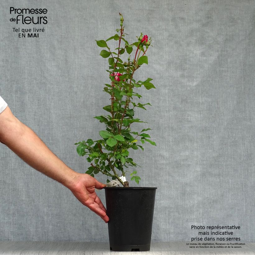 Rosa x polyantha Bordure Vive - Polyantha Rose 4L/5L pot sample as delivered in spring