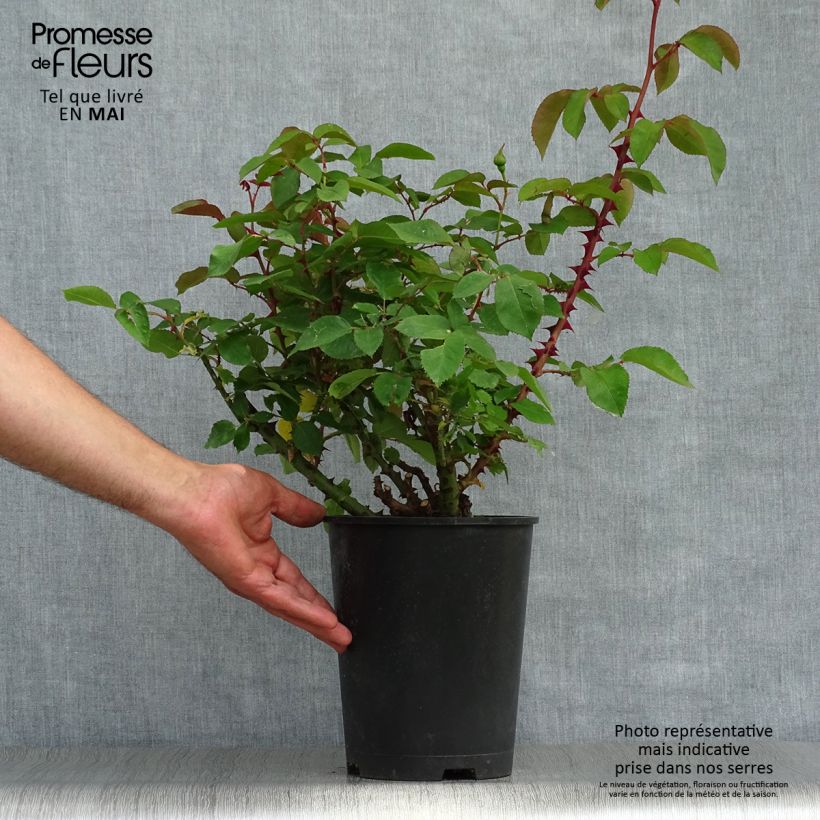 Rosa x polyantha Bordure d'Or - Polyantha Rose 2L/3L pot sample as delivered in spring