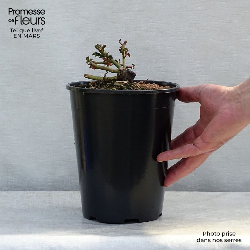 Rosa x polyantha 'Charmant' - Miniature Rose 2L/3L pot sample as delivered in spring