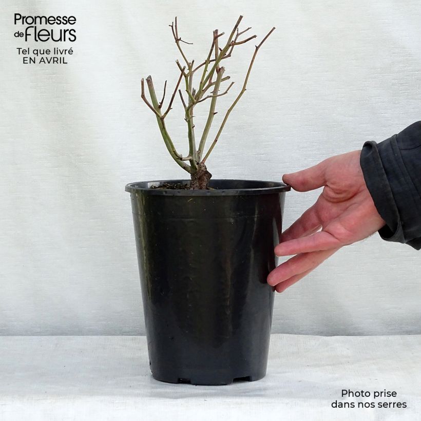 Rosa x polyantha KOSTER 'Fête des Mères' - Miniature Rose  3L/4L pot sample as delivered in spring