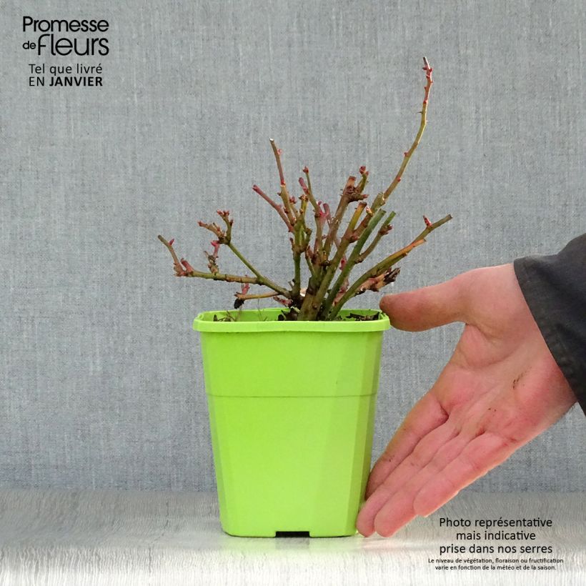 Rosa x polyantha 'Sans Contrainte' 'Anne Roumanoff' - Shrub Rose 1.5L/2L pot sample as delivered in winter