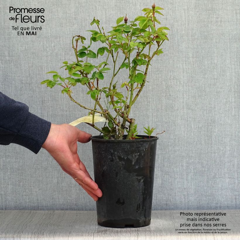 Rosa x polyantha Lemon Fizz - Polyantha Rose 3L/4L pot sample as delivered in spring