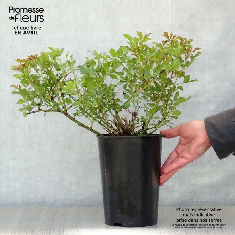 Rosa x persica 'Queen Babylon Eyes' - Miniature Rose 4L/5L pot sample as delivered in spring