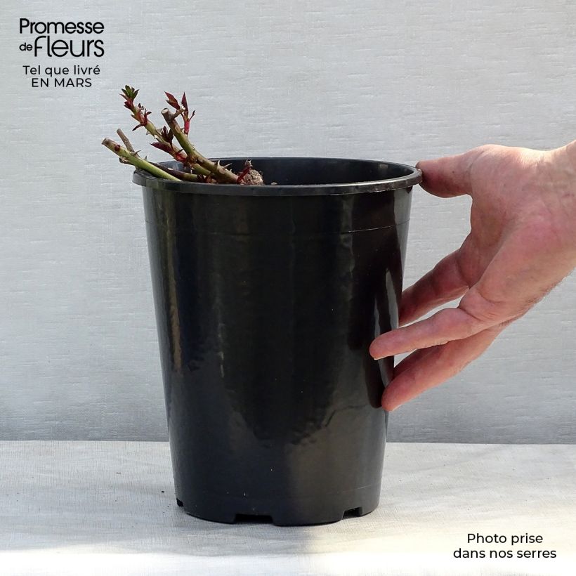 Rosa x persica 'Sunshine Babylon Eyes' - Miniature Rose 4L/5L pot sample as delivered in winter