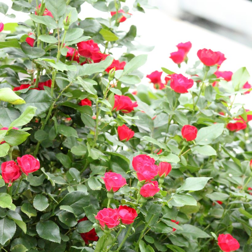 Rosa x polyantha Zepeti - Dwarf Rose (Plant habit)
