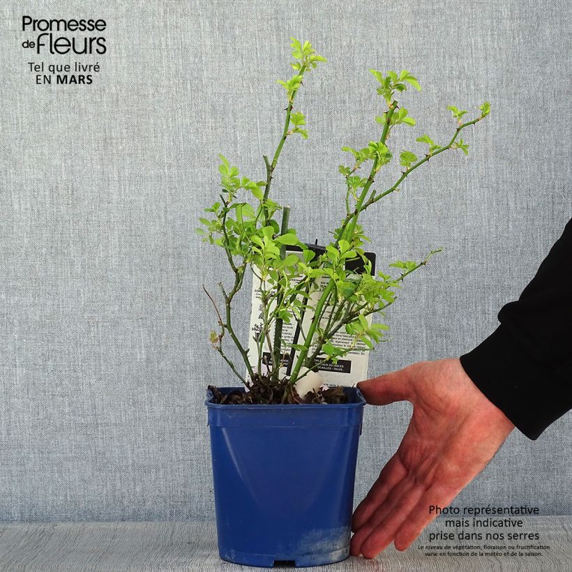 Rosa Rosanatura Rosea - Shrub Rose 2L/3L pot sample as delivered in winter