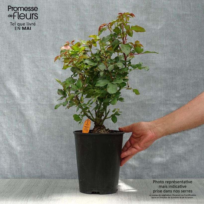 Rosa polyantha 'Mona Lisa' - Shrub Rose 4L/5L pot sample as delivered in spring