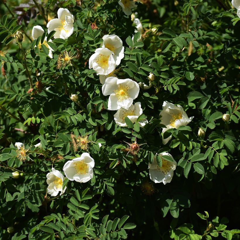 Rosa rugosa Alba - Japanese Rose (Plant habit)