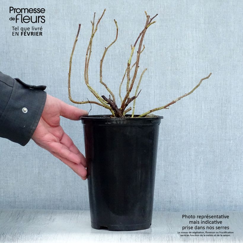 Rosa rugosa Alba - Japanese Rose 3L/4L pot sample as delivered in winter