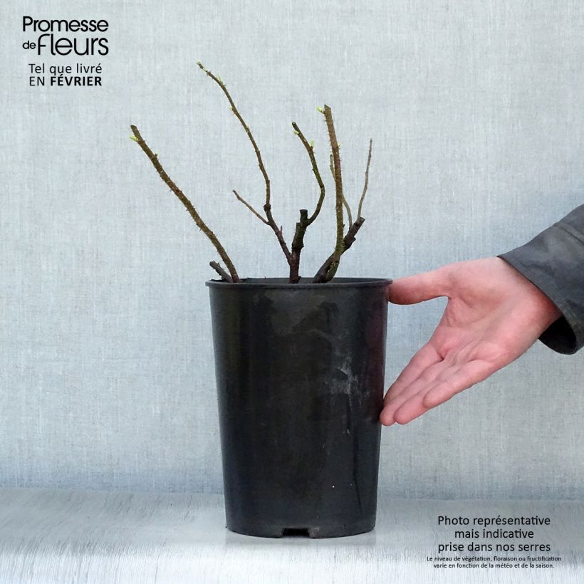 Rosa rugosa Blanc Double de Coubert 4L/5L pot sample as delivered in winter