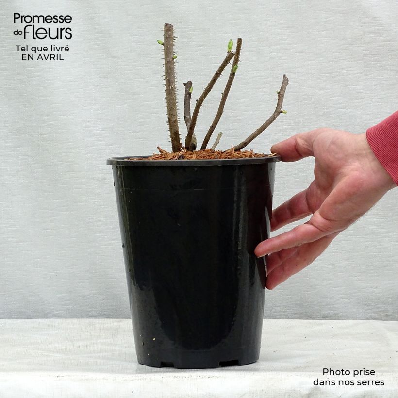 Rosa rugosa Blanc Double de Coubert 4L/5L pot sample as delivered in spring