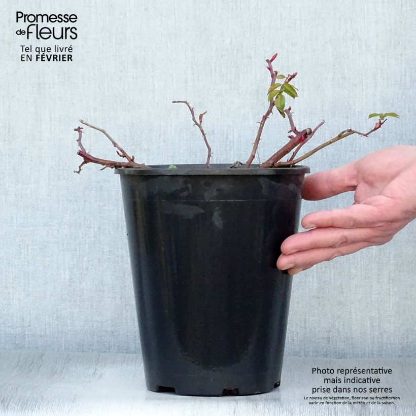 Rosa x rugosa 'Fru Dagmar Hastrup' - Rugosa Rose 2L/3L pot sample as delivered in winter