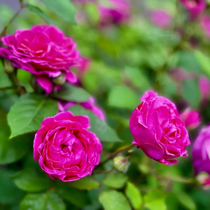 Rosa x rugosa 'Roseraie de l'Haÿ' - Rugosa Rose (Flowering)