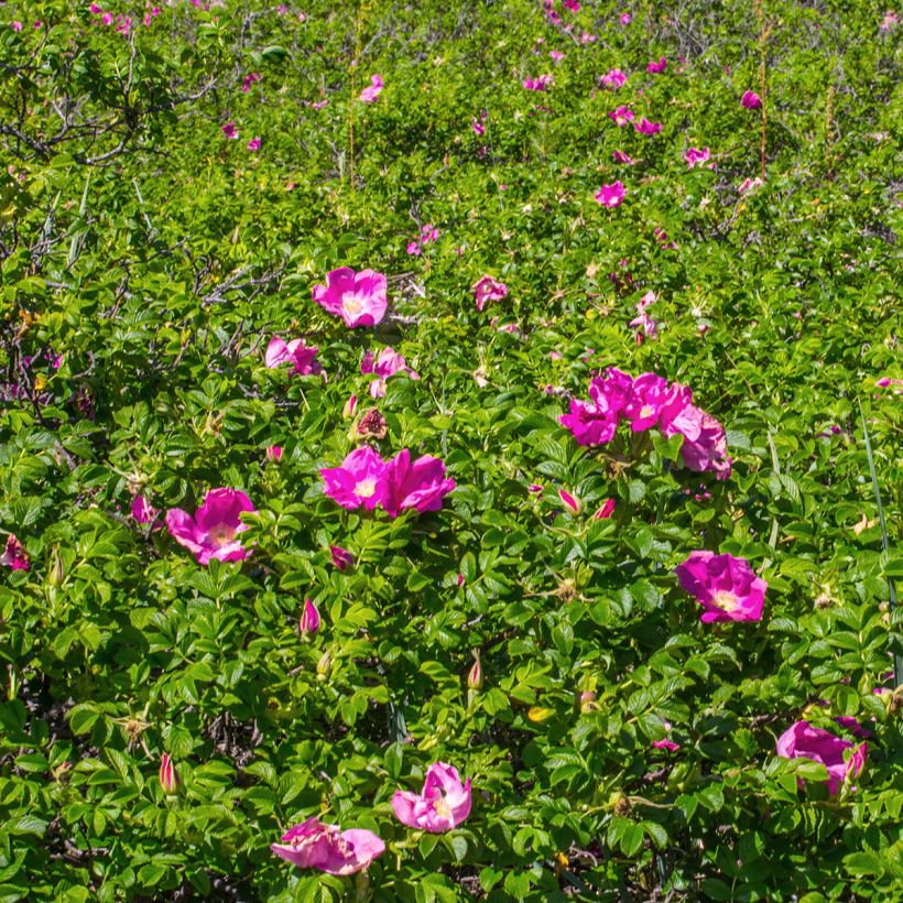 Rosa rugosa - Beach Rose (Plant habit)