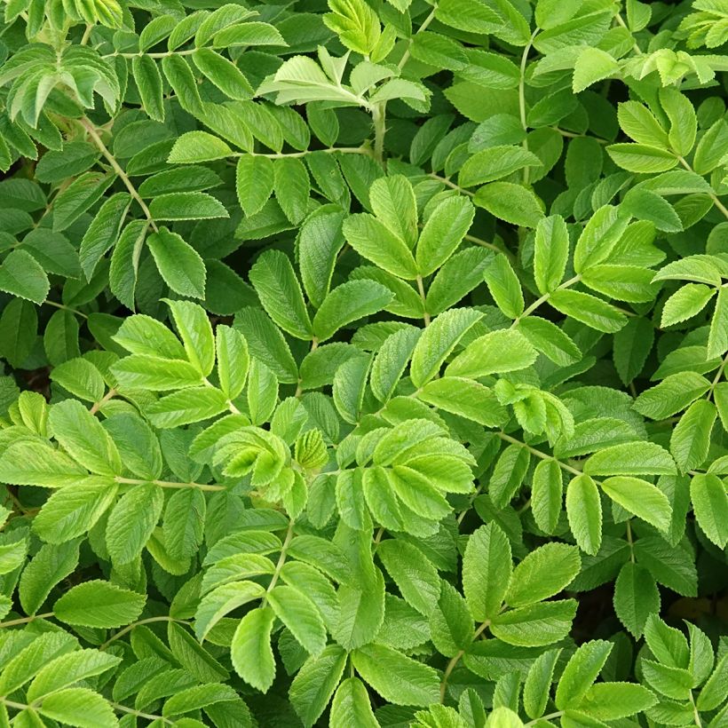 Rosa rugosa - Beach Rose (Foliage)