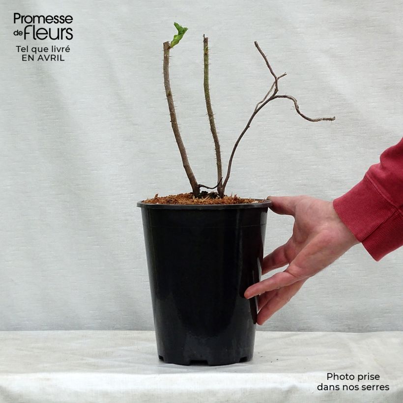 Rosa rugosa - Beach Rose 2L/3L pot sample as delivered in spring