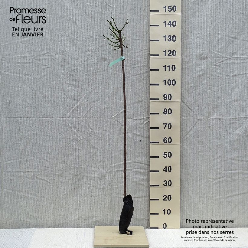 Rosa  Ballerina - Shrub Rose Wrapped bare root, Standard sample as delivered in winter
