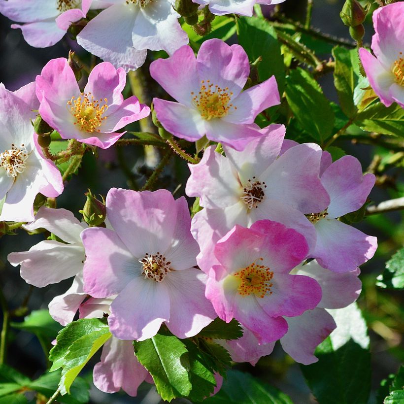 Rosa  Ballerina - Shrub Rose (Flowering)