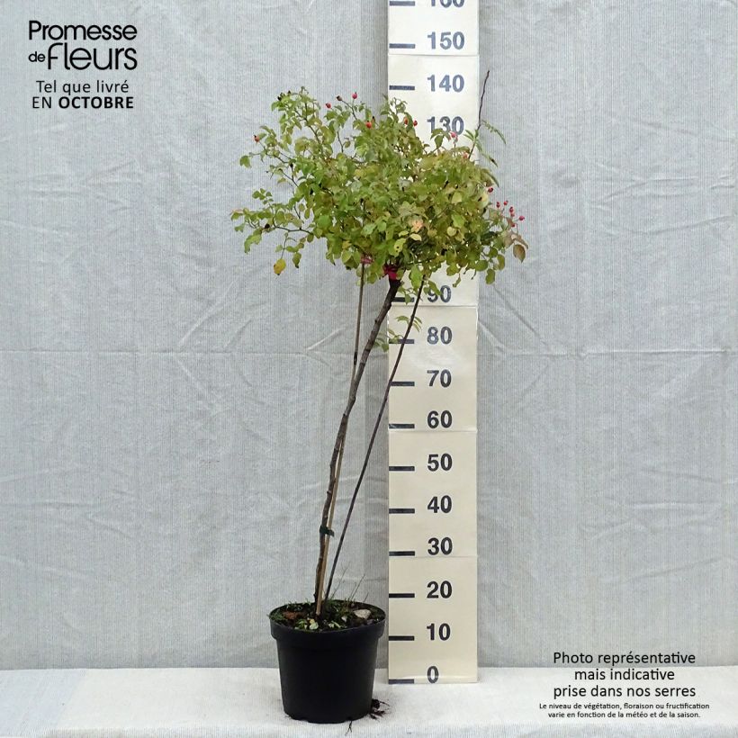Rosa  Decorosier Emera Noatraum - Standard Rose 7.5L/10L pot, Standard sample as delivered in autumn