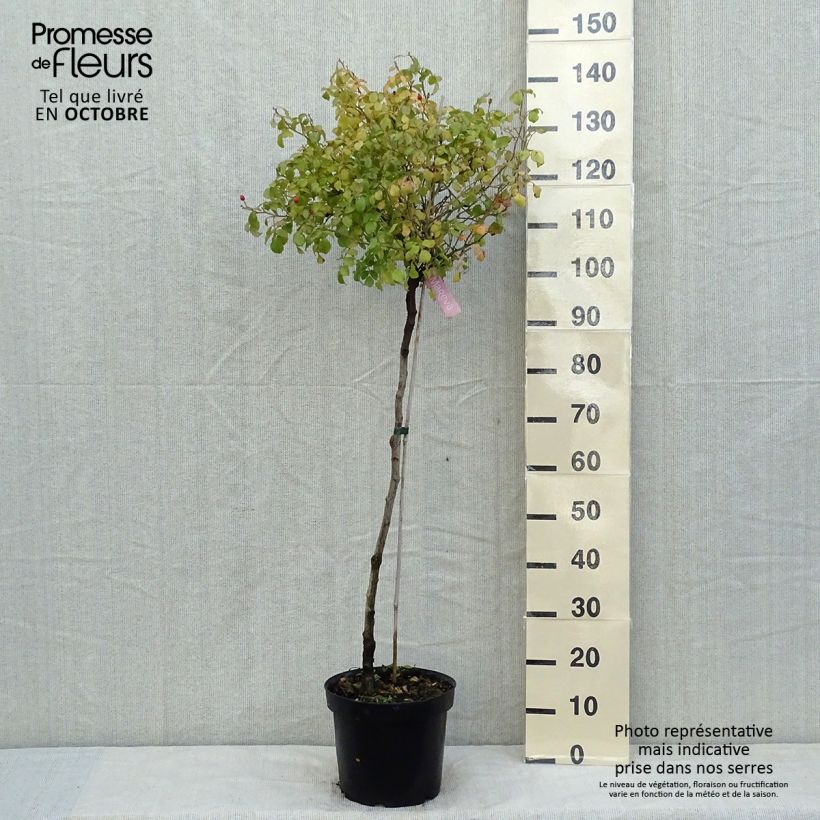 Rosa Decorosier Mareva - Standard Rose 7.5L/10L pot, Standard sample as delivered in autumn